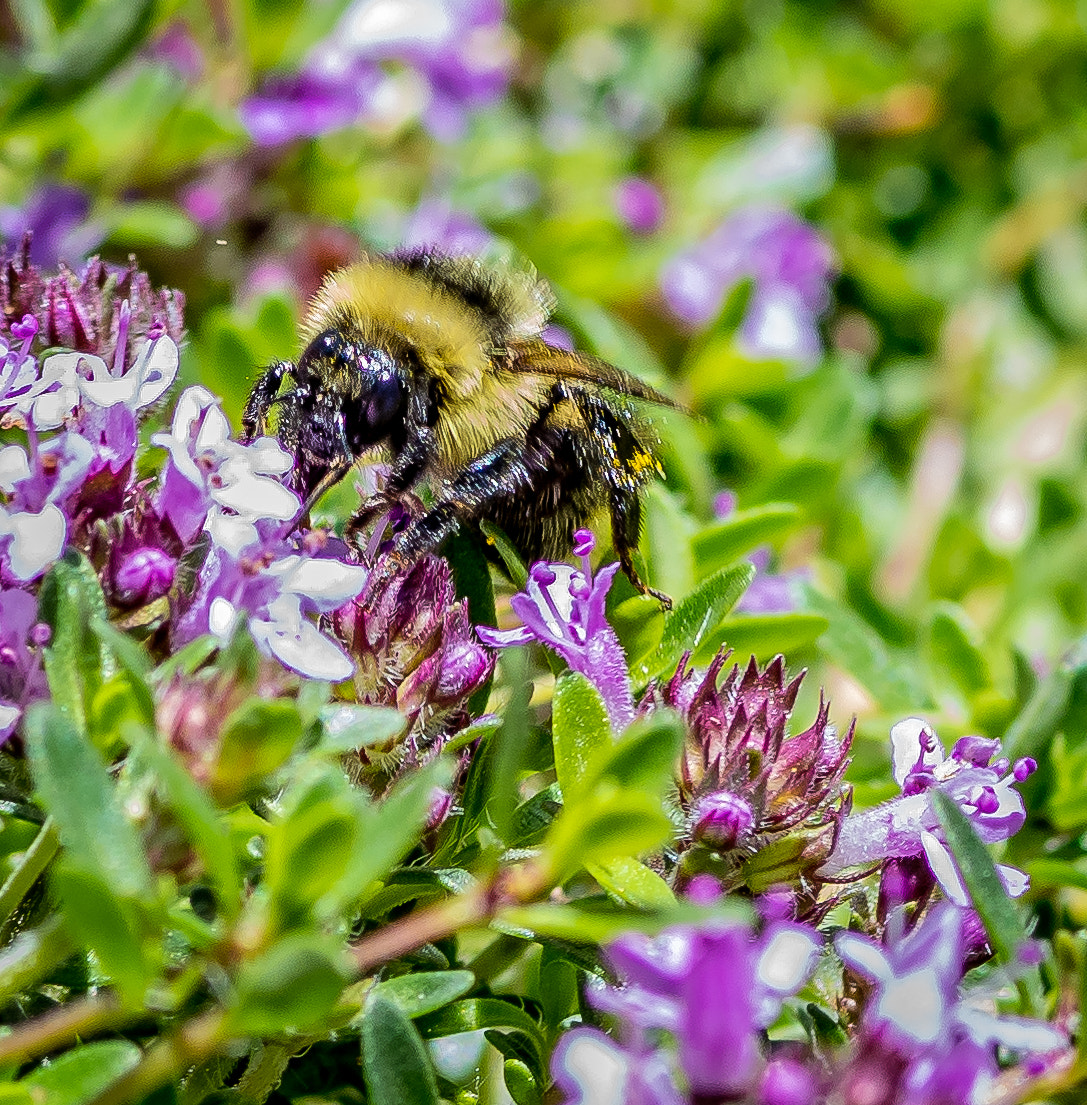 Tokina AT-X Pro 100mm F2.8 Macro sample photo. Bee at work photography