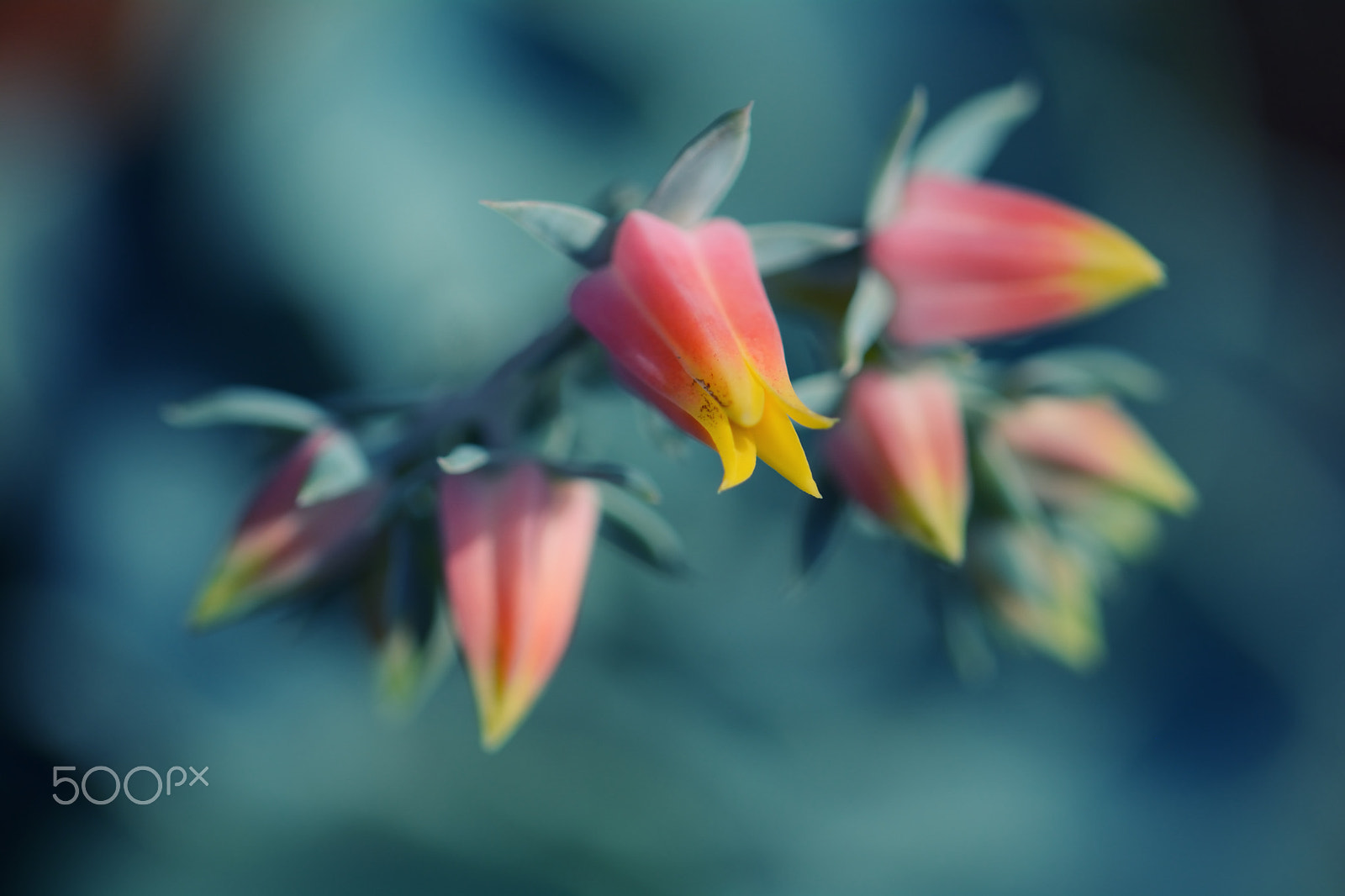 Nikon D7100 + Nikon AF Micro-Nikkor 200mm F4D ED-IF sample photo. Color explosion photography