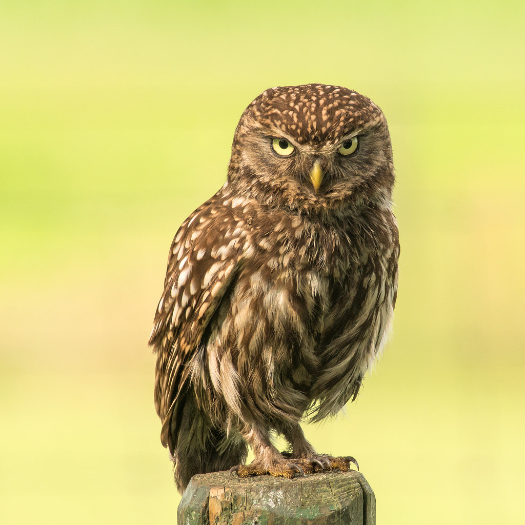 Minolta AF 400mm F4.5 HS-APO G sample photo. Litle owl photography