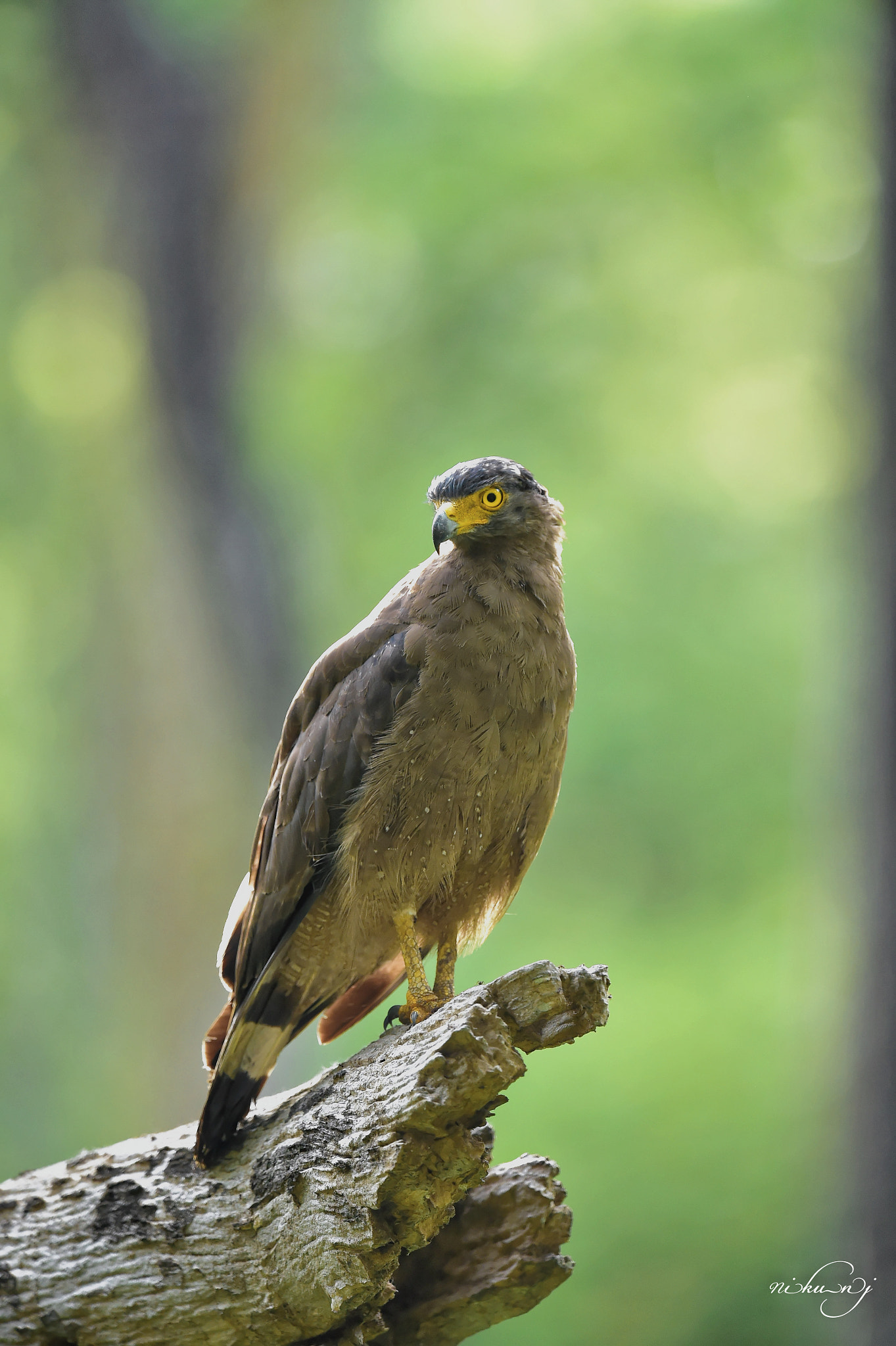Nikon AF-S Nikkor 400mm F2.8E FL ED VR sample photo. Cse photography
