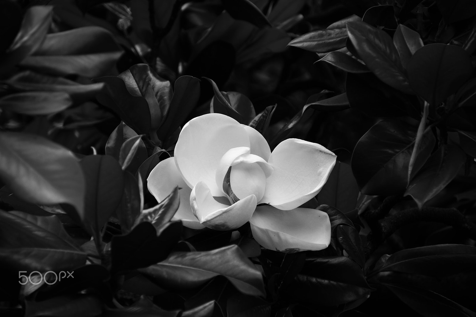 DT 18-270mm F3.5-6.3 SSM sample photo. Flower photography