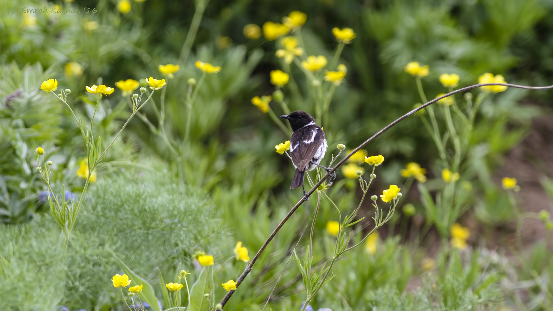 Canon EOS 7D + Canon EF 400mm F5.6L USM sample photo. Siberian stonechat photography