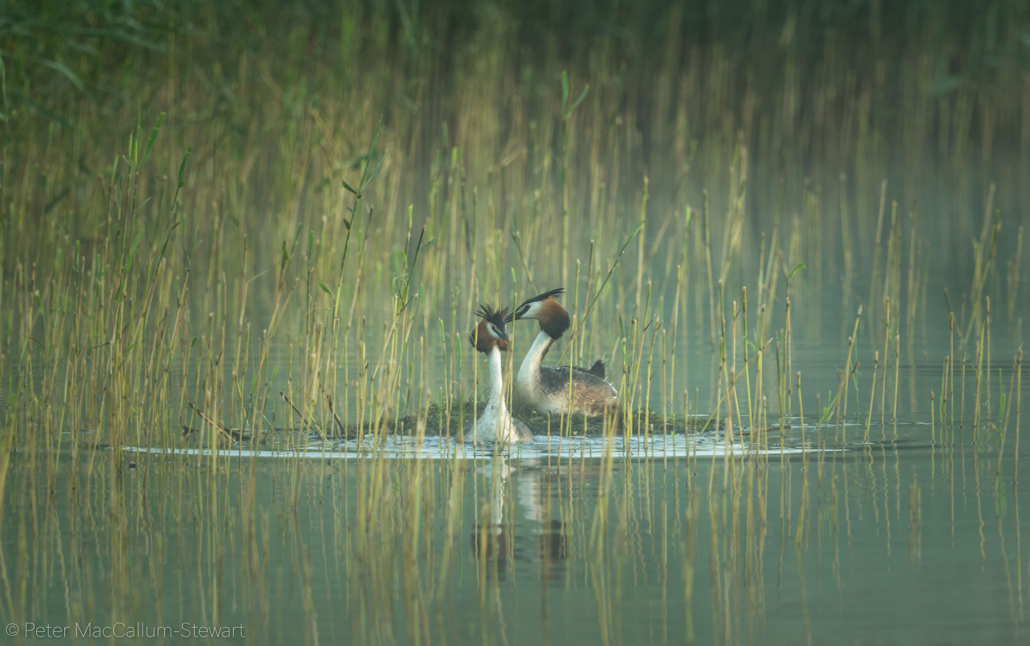 Olympus OM-D E-M1 + M.300mm F4.0 + MC-14 sample photo. Great crested grebes. arlington. photography