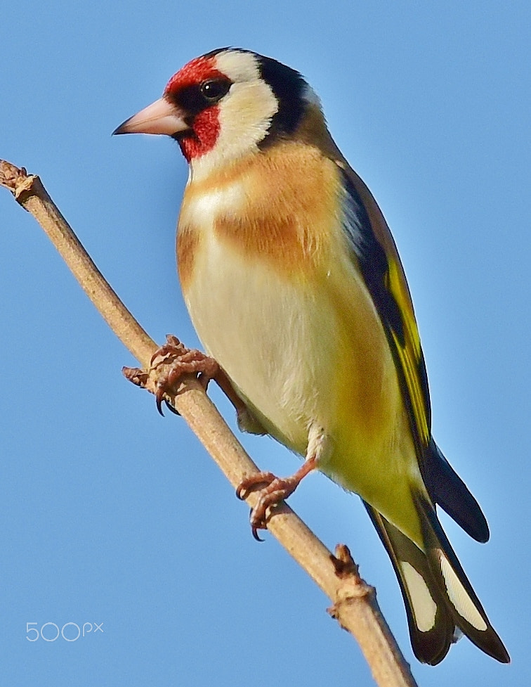 Sigma 50-150mm F2.8 EX APO DC OS HSM sample photo. Goldfinch photography