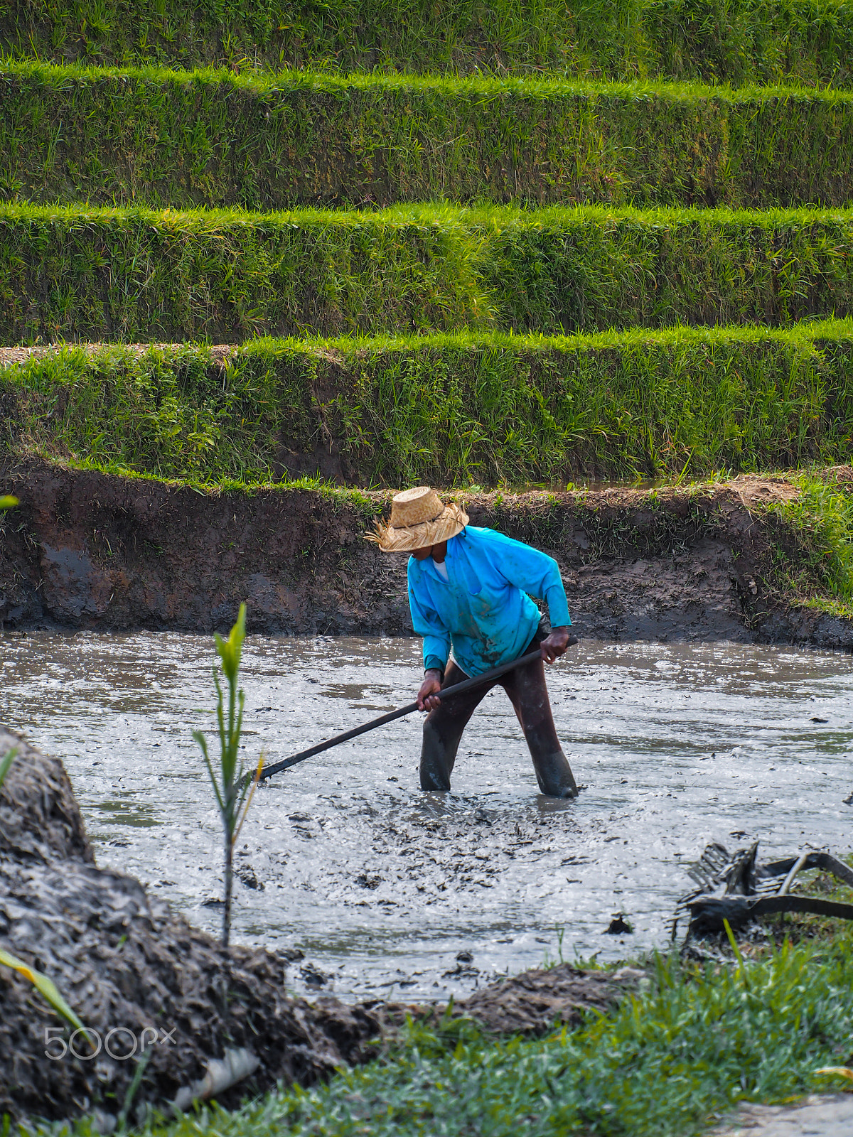 Olympus OM-D E-M5 + OLYMPUS M.75-300mm F4.8-6.7 sample photo. Farmer in paddy field photography