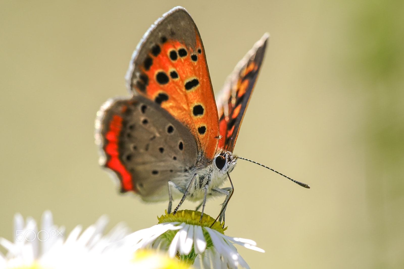 Sony ILCA-77M2 + Minolta AF 100mm F2.8 Macro [New] sample photo. The small copper photography