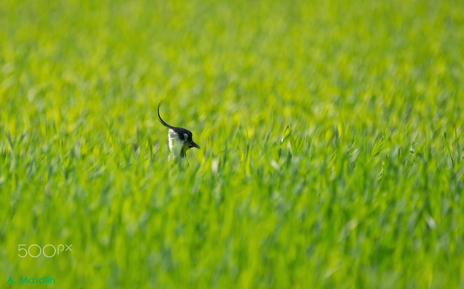 Nikon AF-S Nikkor 200-500mm F5.6E ED VR sample photo. Northern lapwing photography