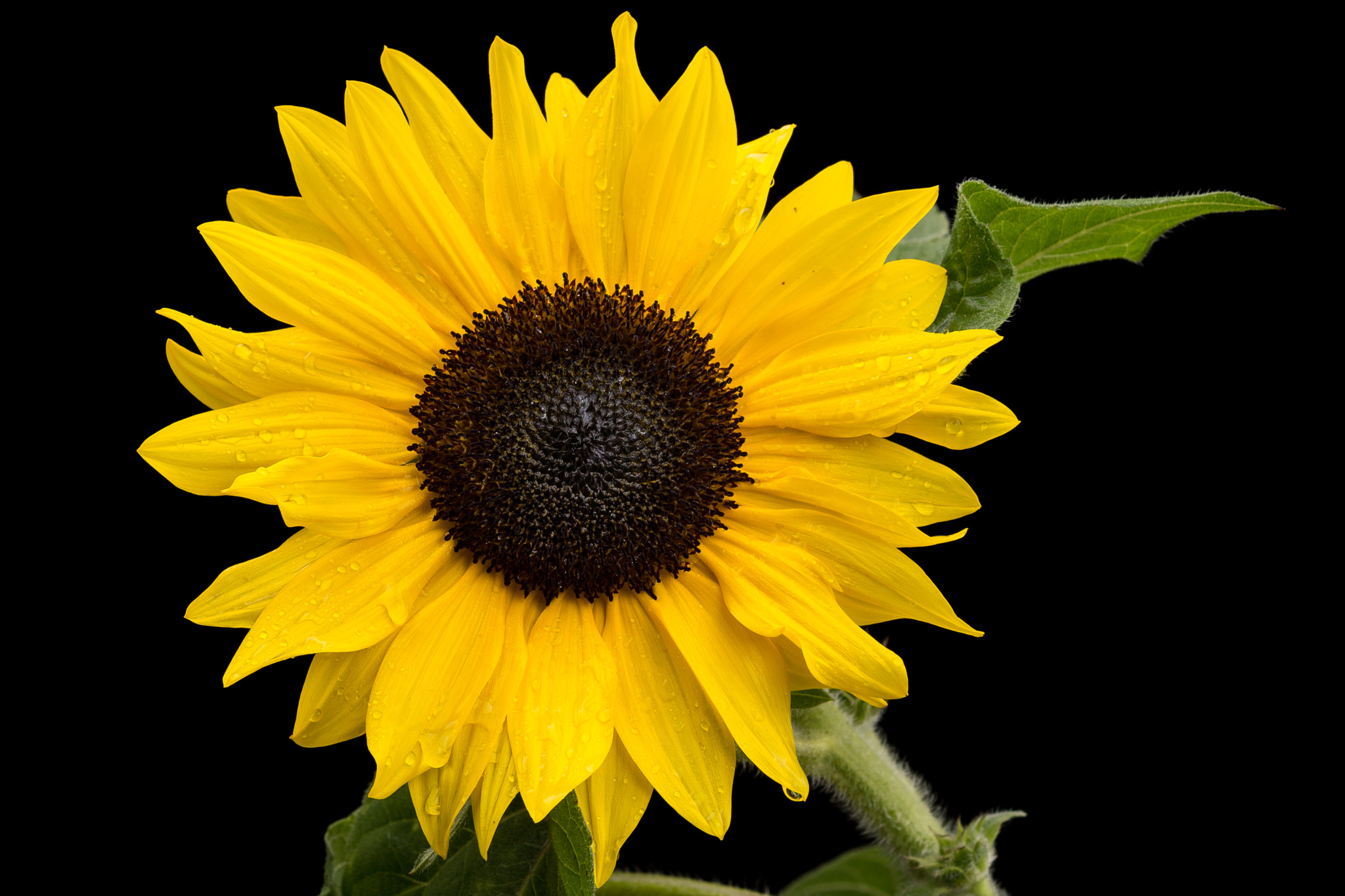 Sony SLT-A77 + Sony 100mm F2.8 Macro sample photo. Sunflower. photography