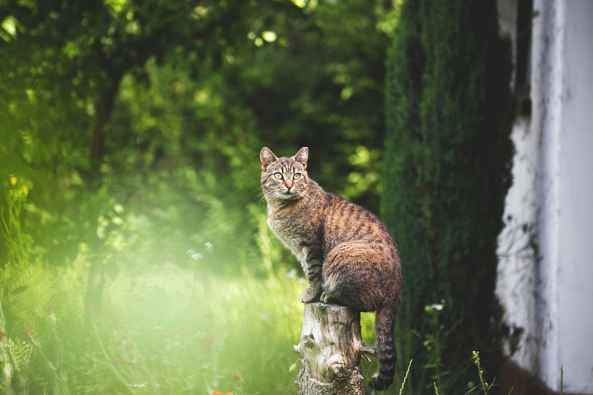 Sigma 70-300mm F4-5.6 APO DG Macro sample photo. Cat photography