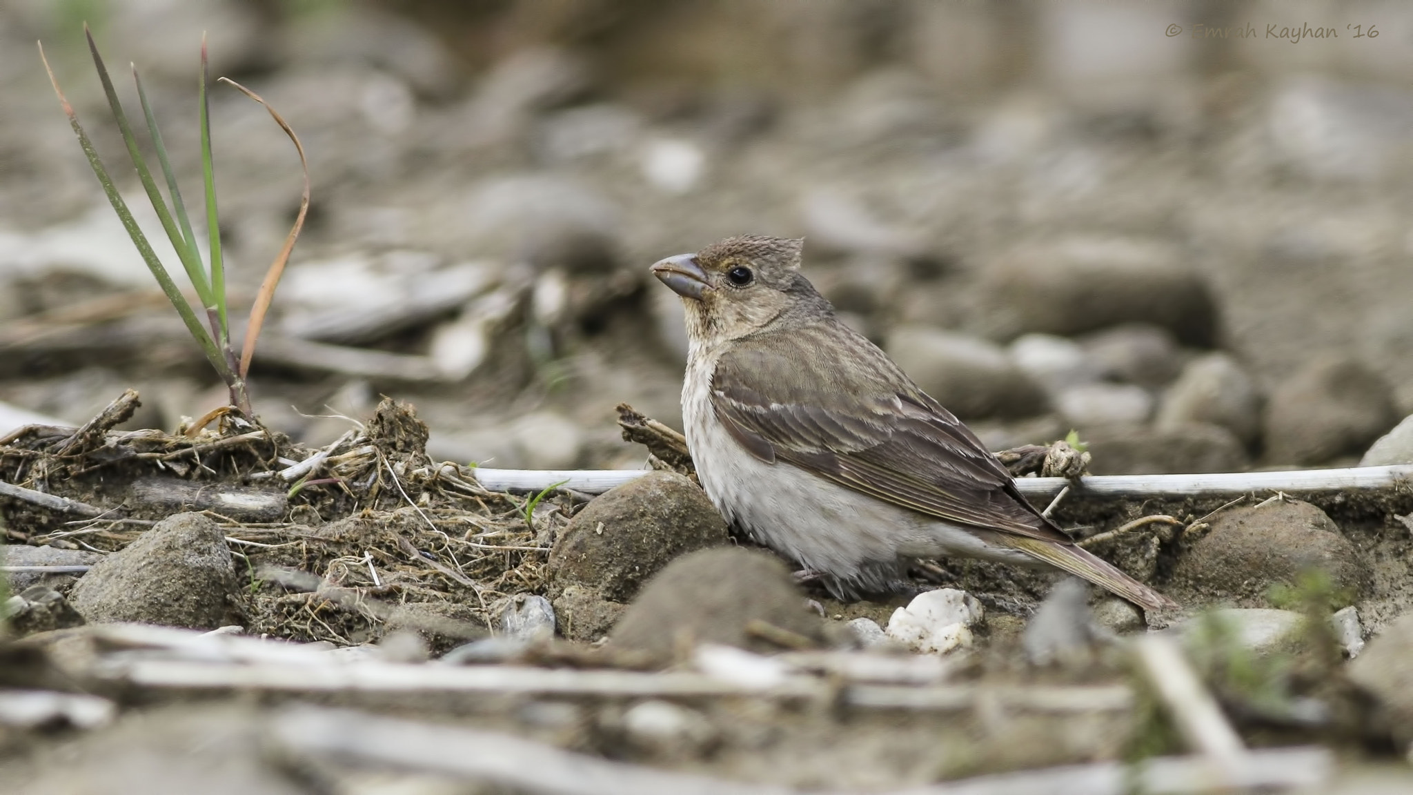 Canon EOS 7D + Canon EF 400mm F5.6L USM sample photo. Common rosefinch photography