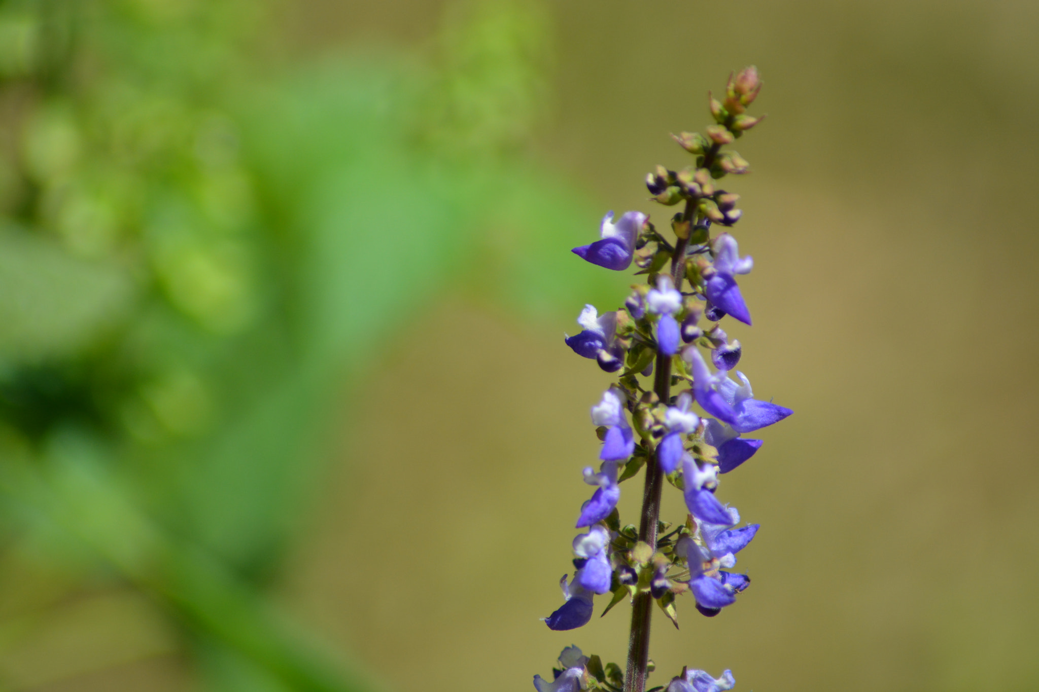 Nikon AF Nikkor 70-300mm F4-5.6G sample photo. Purple little flower photography