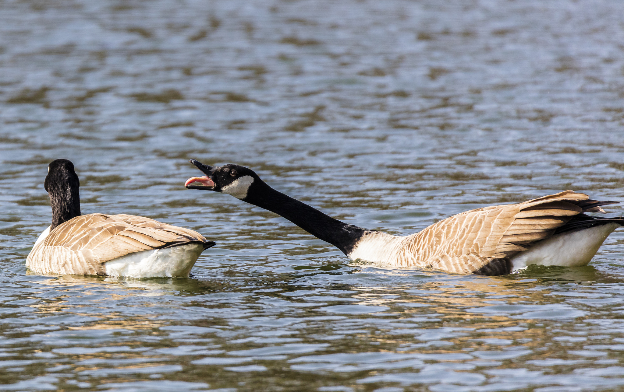 Tamron SP 150-600mm F5-6.3 Di VC USD sample photo. Parade photography