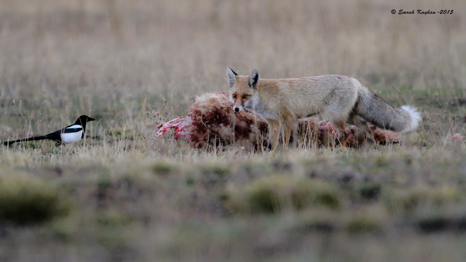 Canon EOS 7D + Canon EF 400mm F5.6L USM sample photo. Eurasian magpie & red fox photography