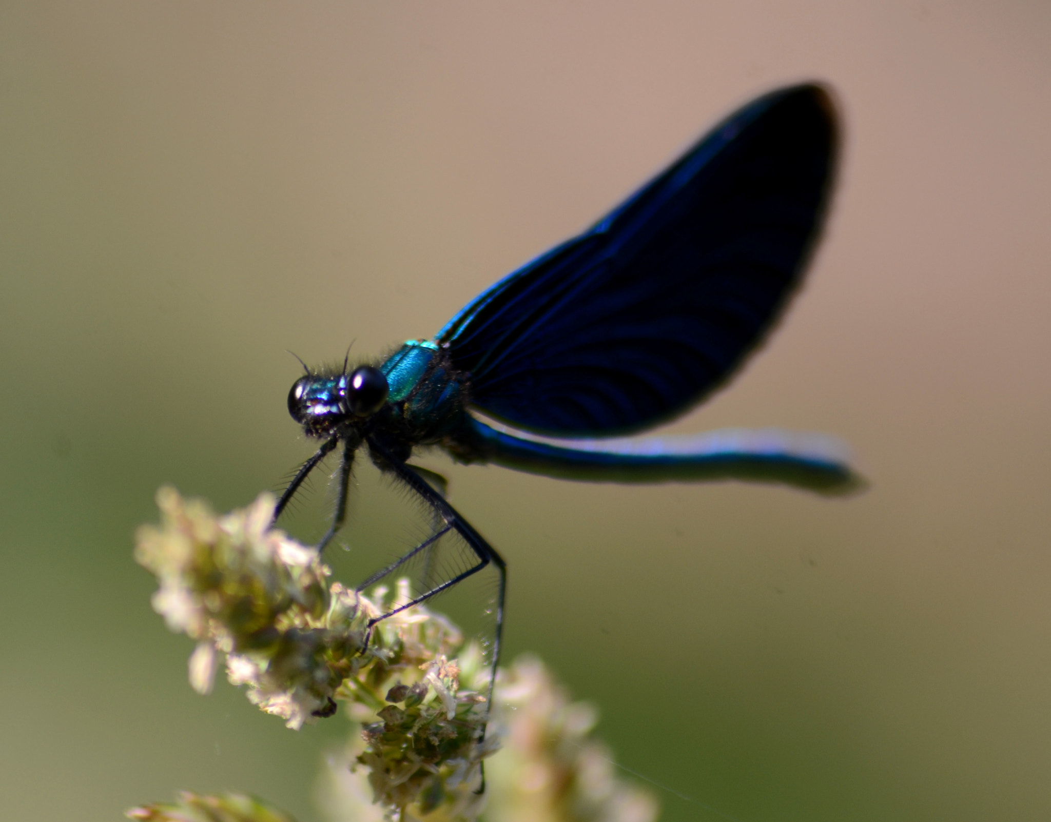Sigma 70-300mm F4-5.6 APO Macro Super II sample photo. Dragon fly photography
