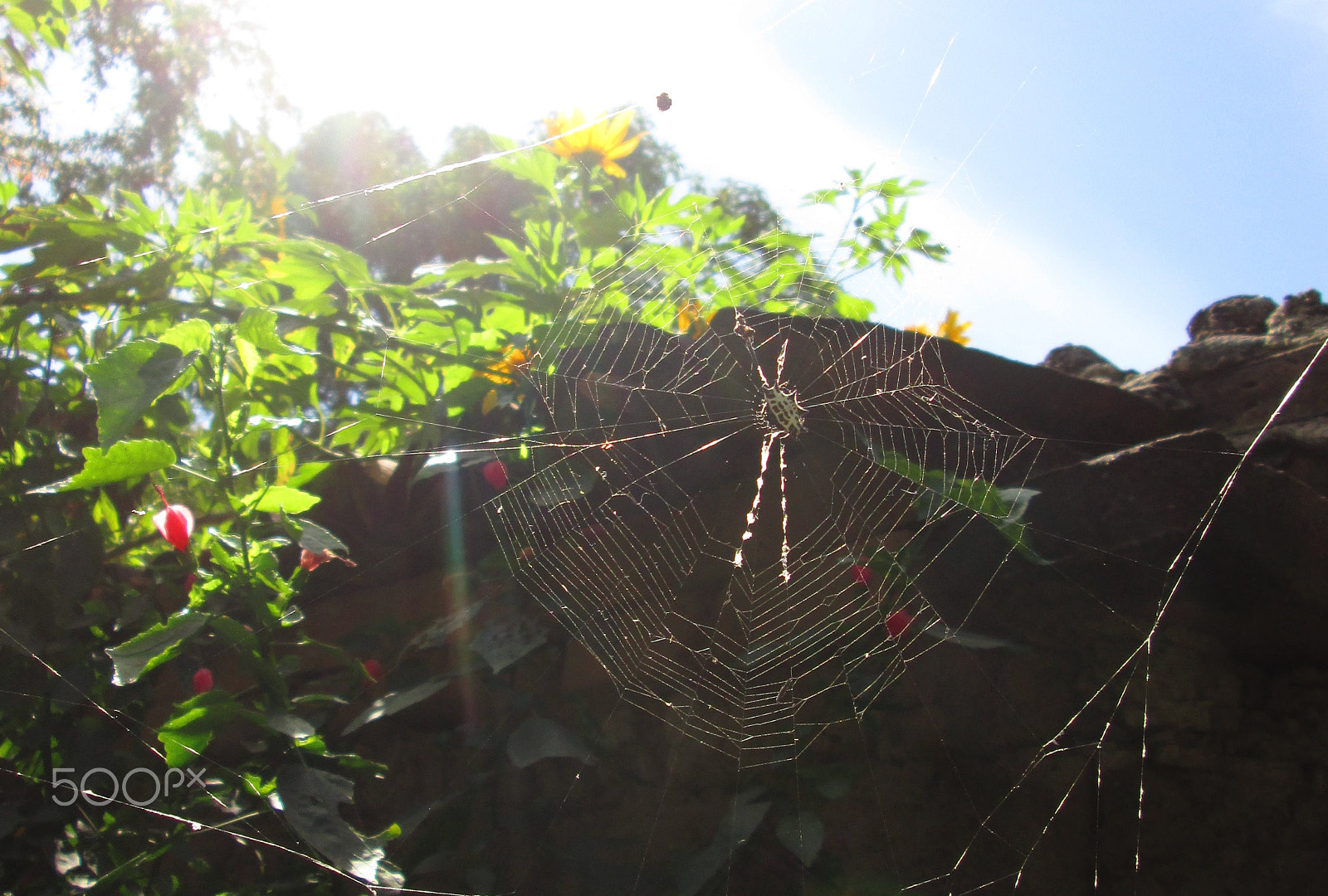 Canon PowerShot A3500 IS sample photo. The spider in its web photography