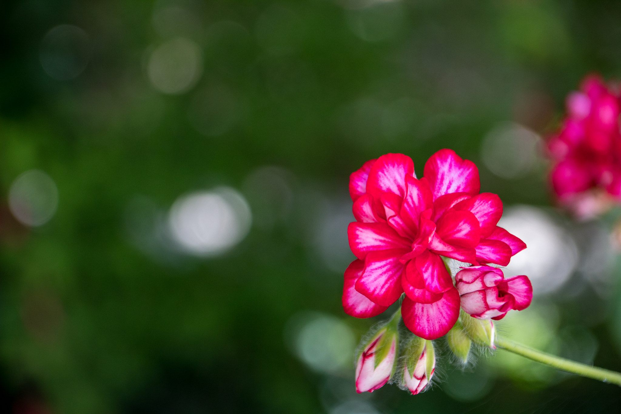 Canon TS-E 90mm F2.8 Tilt-Shift sample photo. Quick testing my son's birthday gift : eos 1300d with tamron 18-200 di ii vc usd photography