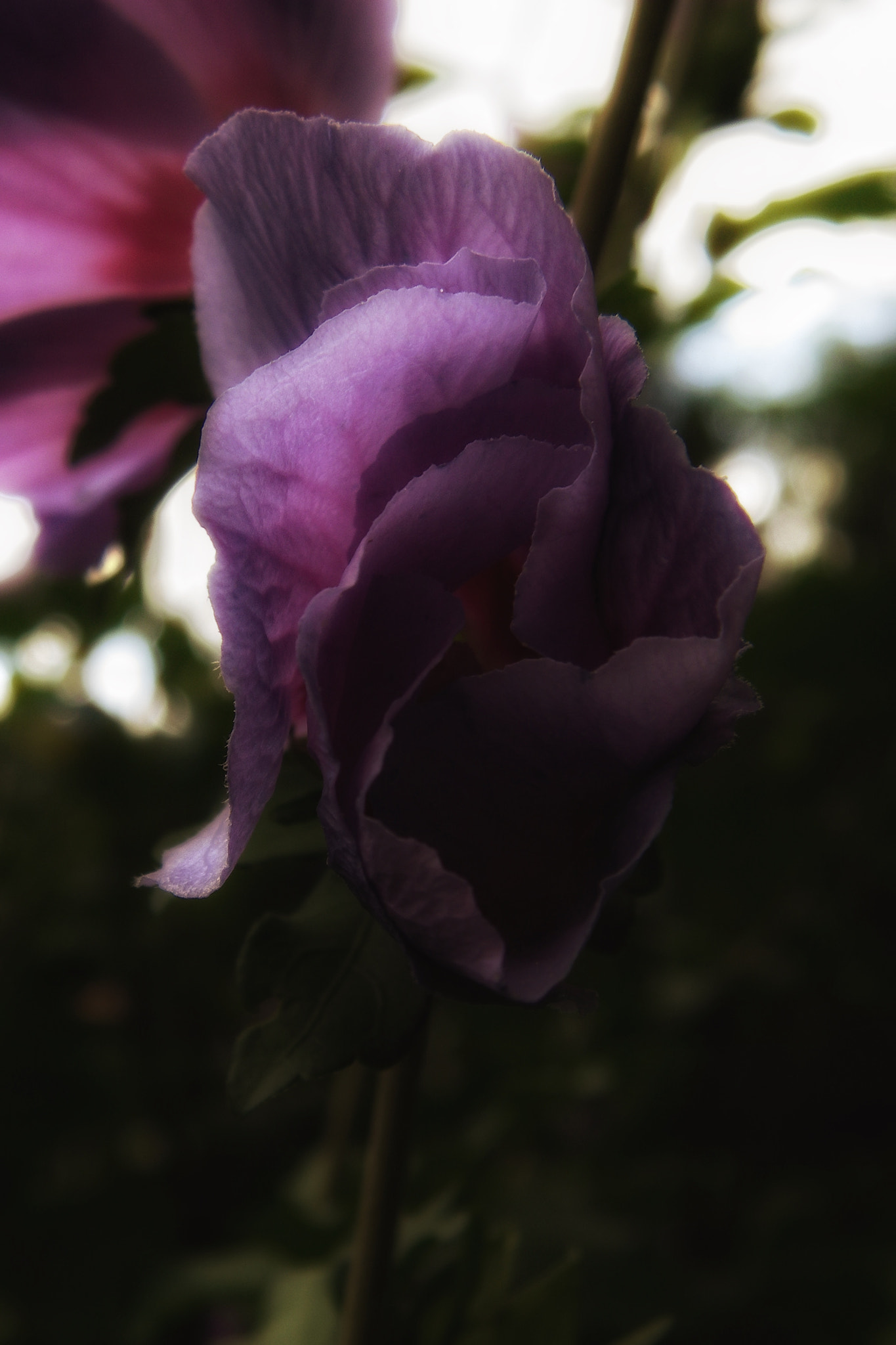 Kodak EASYSHARE Z1015 IS DIGITAL CAMERA sample photo. Purple photography
