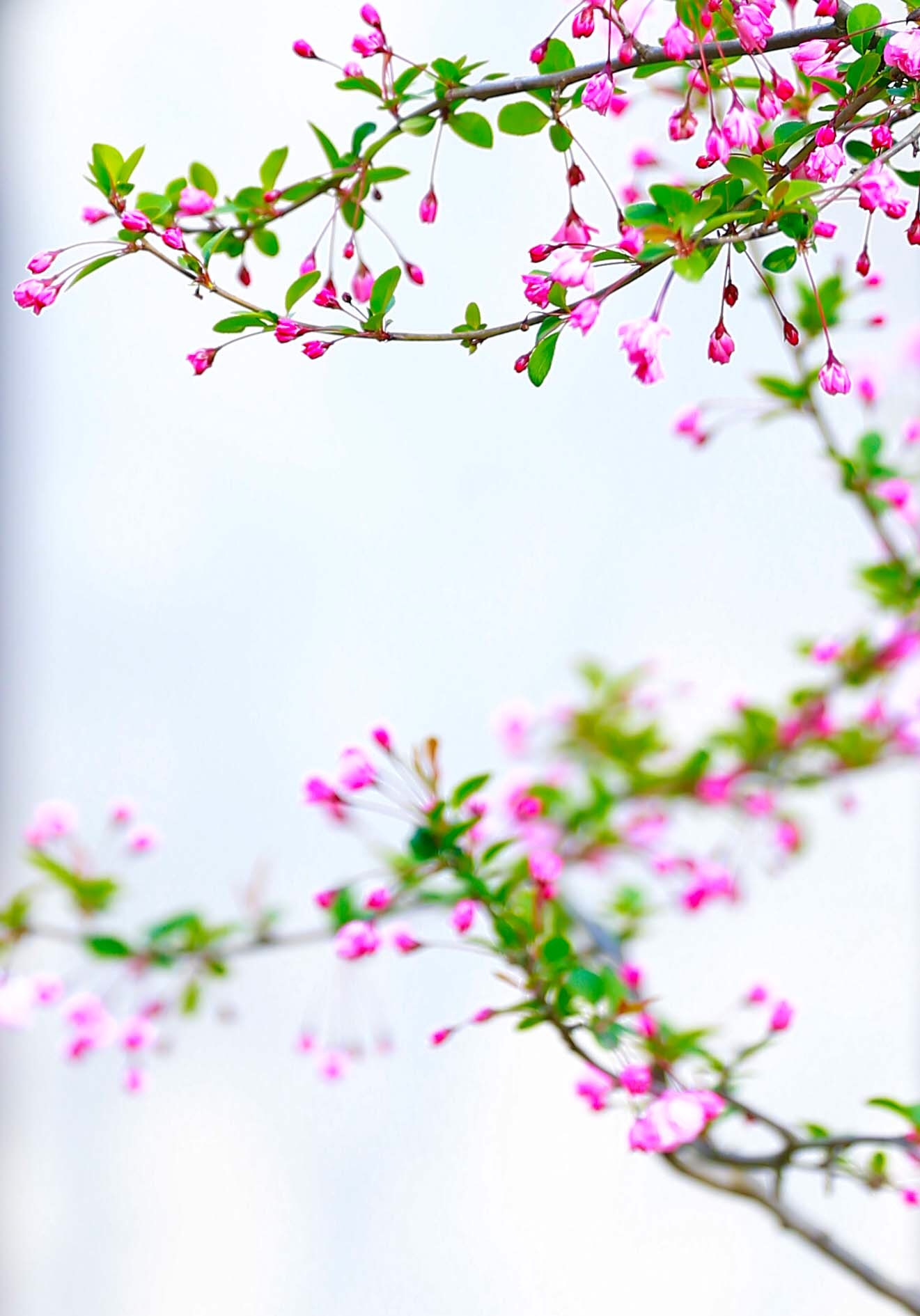 Canon EOS-1D X + Canon EF 200mm F2L IS USM sample photo