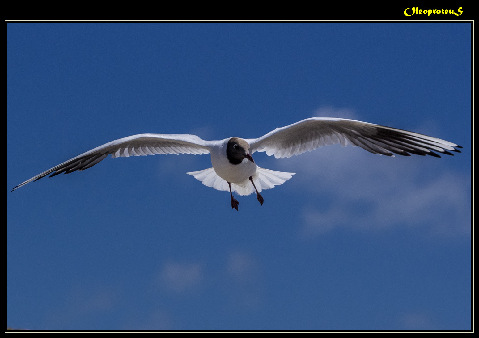 Pentax K-5 sample photo. Dancing gull photography