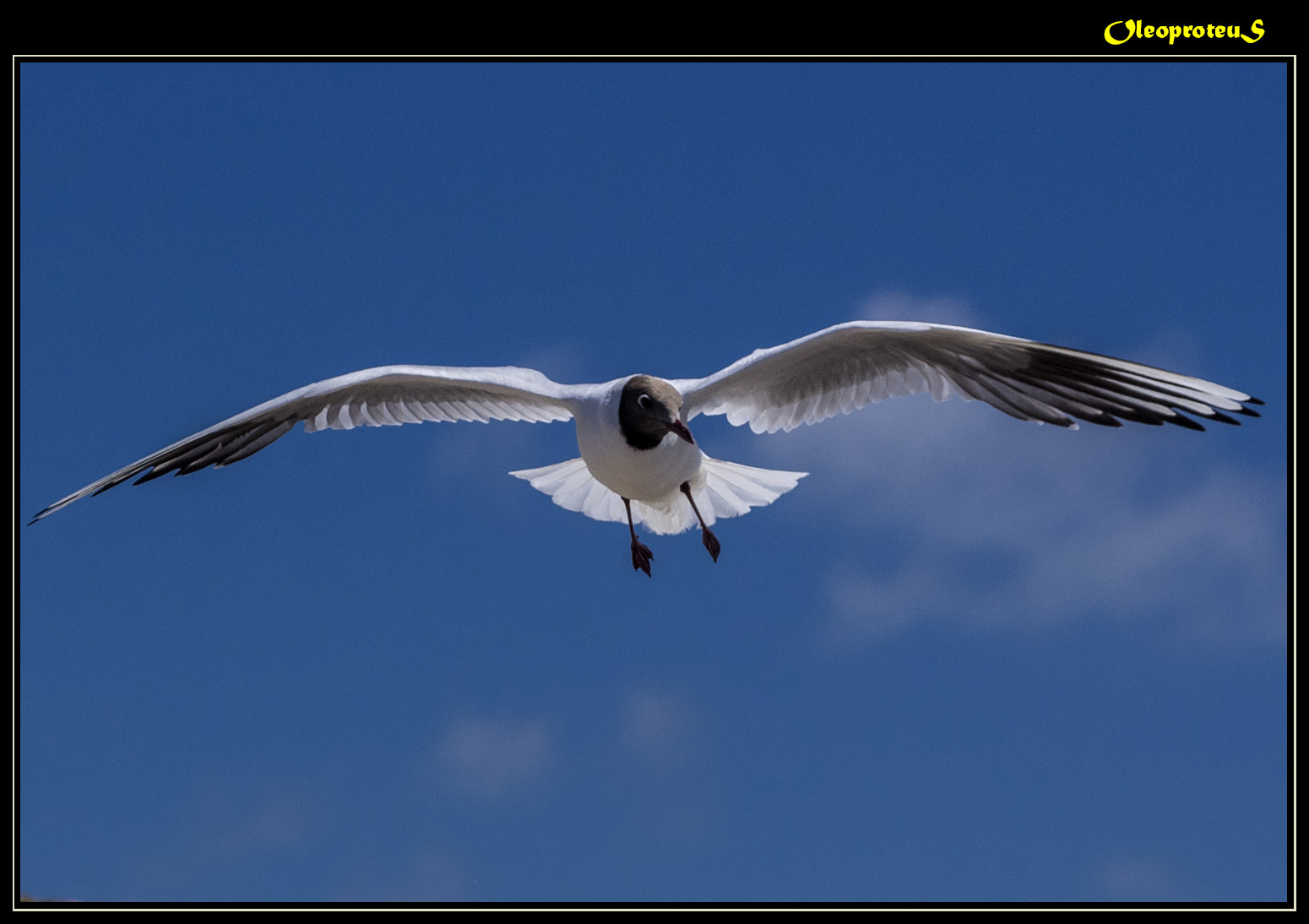 Pentax K-5 + Tamron AF 28-300mm F3.5-6.3 XR Di LD Aspherical (IF) Macro sample photo. Dancing gull photography