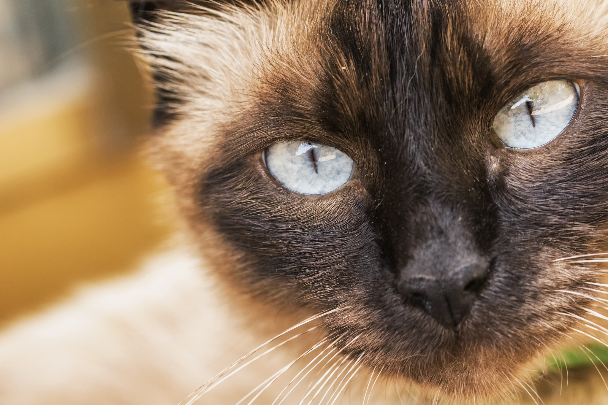 Sigma 105mm F2.8 EX DG OS HSM sample photo. Simply bastet photography
