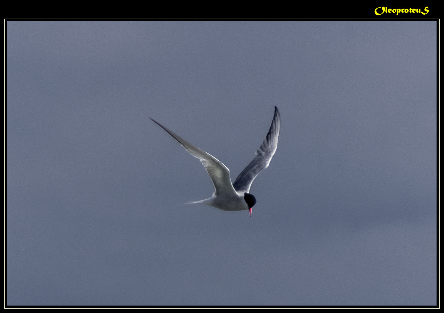 Pentax K-5 + Tamron AF 28-300mm F3.5-6.3 XR Di LD Aspherical (IF) Macro sample photo. Sterne photography