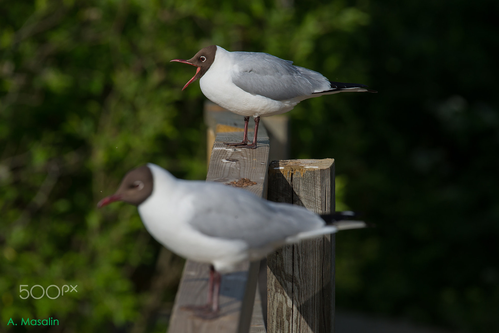 Nikon AF-S Nikkor 200-500mm F5.6E ED VR sample photo. Black headed gull photography