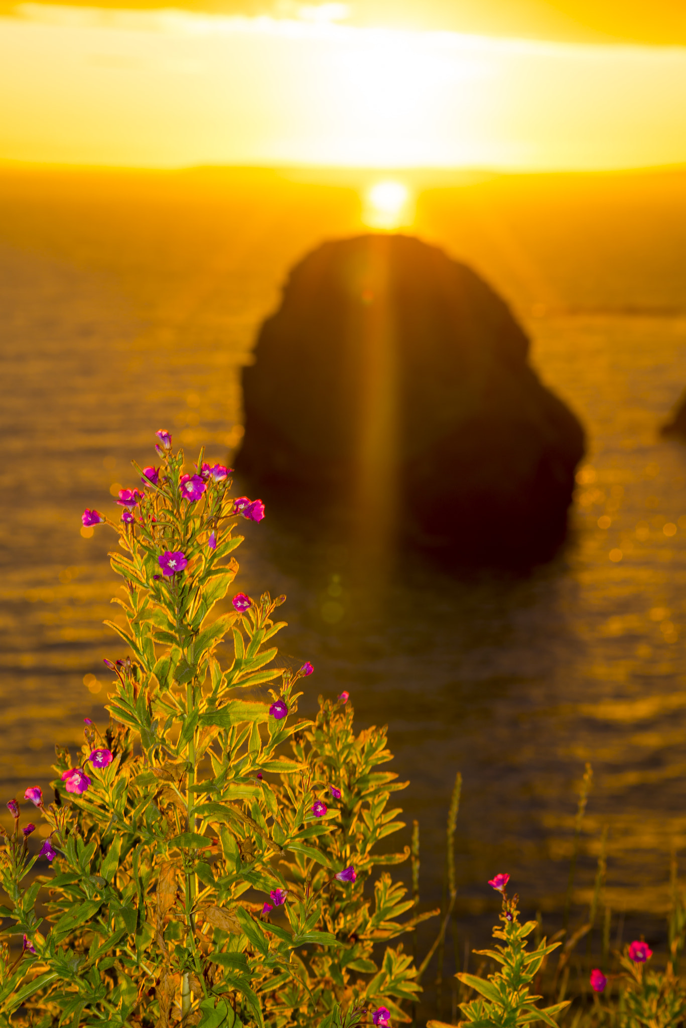 Nikon D610 + Sigma 70-300mm F4-5.6 APO DG Macro sample photo. Virgin rock with wild flowers sunset photography