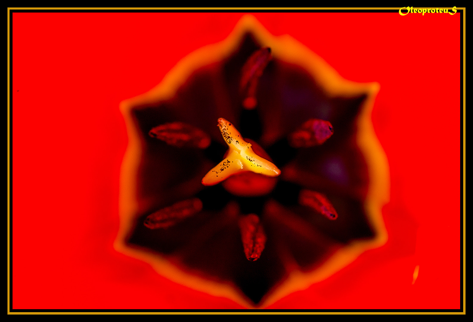 Pentax smc D-FA 100mm F2.8 Macro WR sample photo. Illusion photography