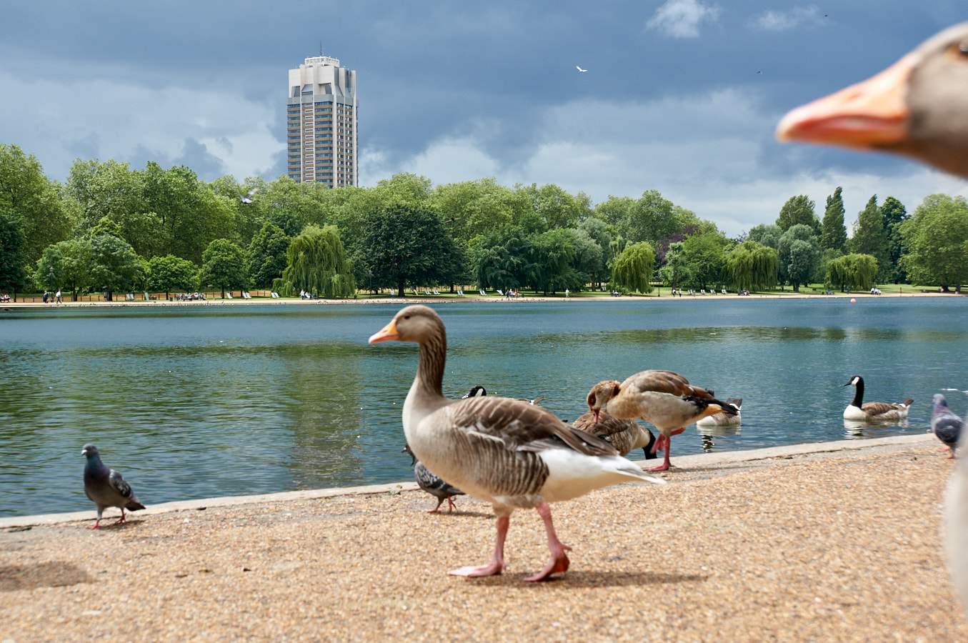 Sony Alpha NEX-6 + Sony E 18-200mm F3.5-6.3 OSS sample photo. Nils go to hyde park photography