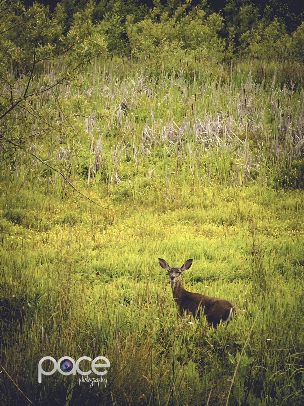 Olympus Zuiko Digital ED 12-60mm F2.8-4.0 SWD sample photo. Deer park san francisco photography