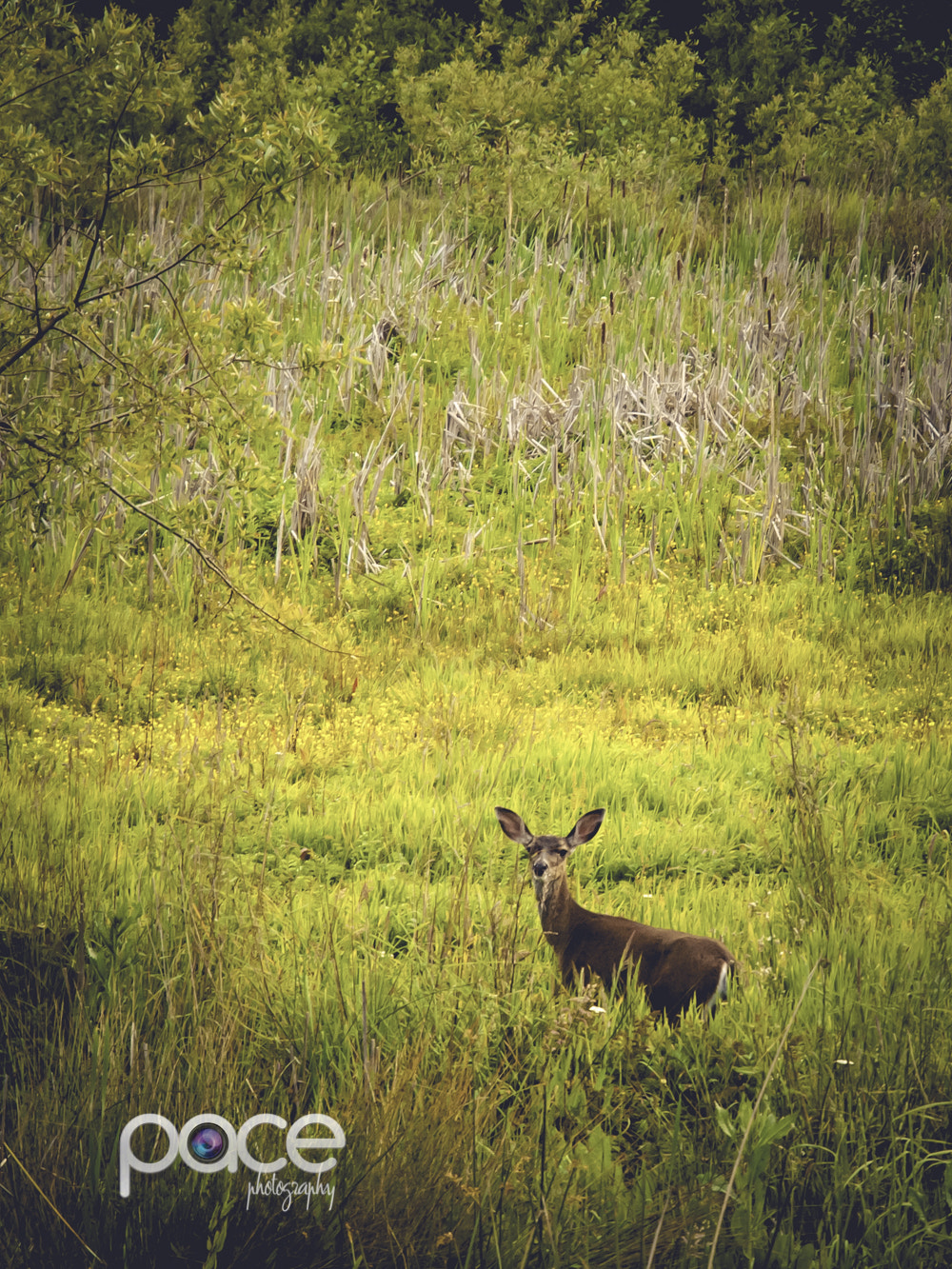 Olympus E-620 (EVOLT E-620) sample photo. Deer park san francisco photography