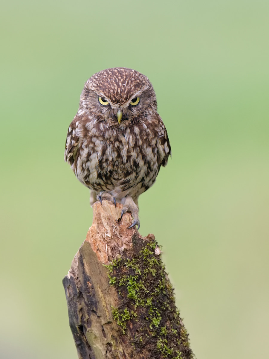 Canon EF 300mm F2.8L IS USM sample photo. Little owl photography