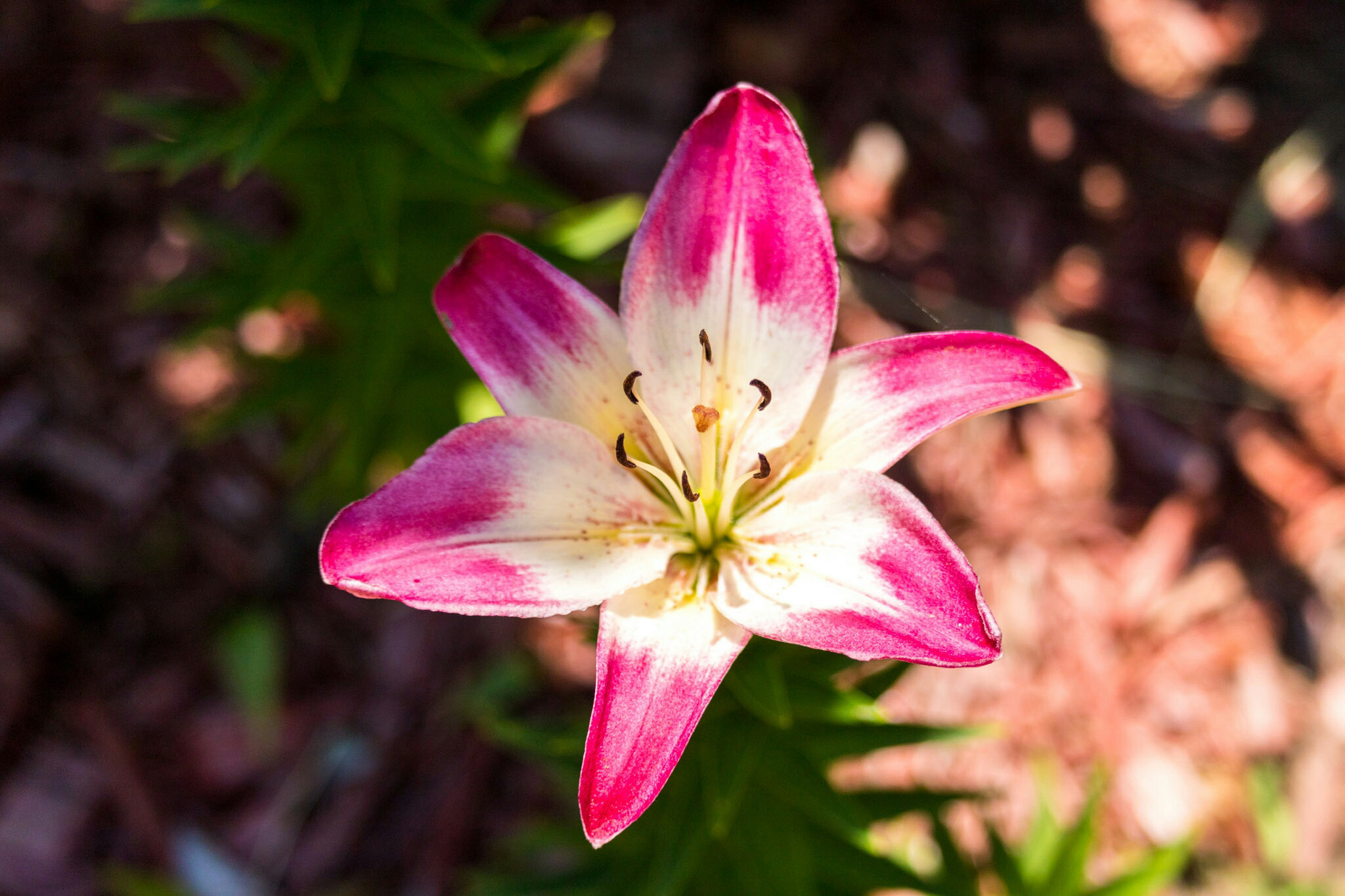 Canon EF-S 55-250mm F4-5.6 IS STM sample photo. Flower i 6/25/16 photography