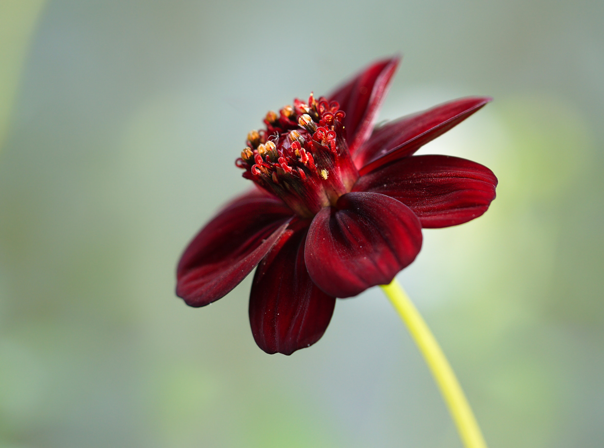 Sony a5100 + Sony FE 90mm F2.8 Macro G OSS sample photo. Dark red photography