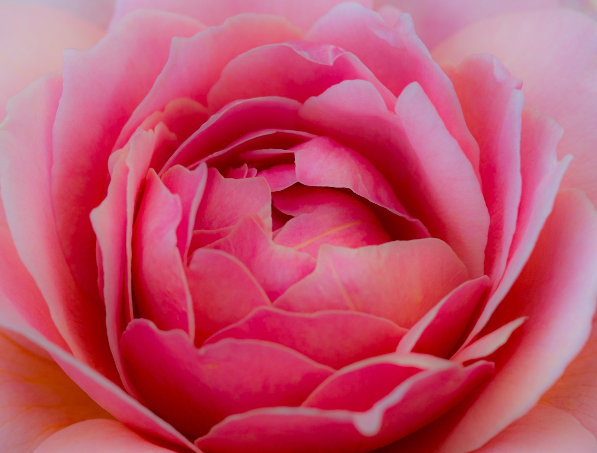 Fujifilm X-E1 + Fujifilm XF 60mm F2.4 R Macro sample photo. Only a rose photography