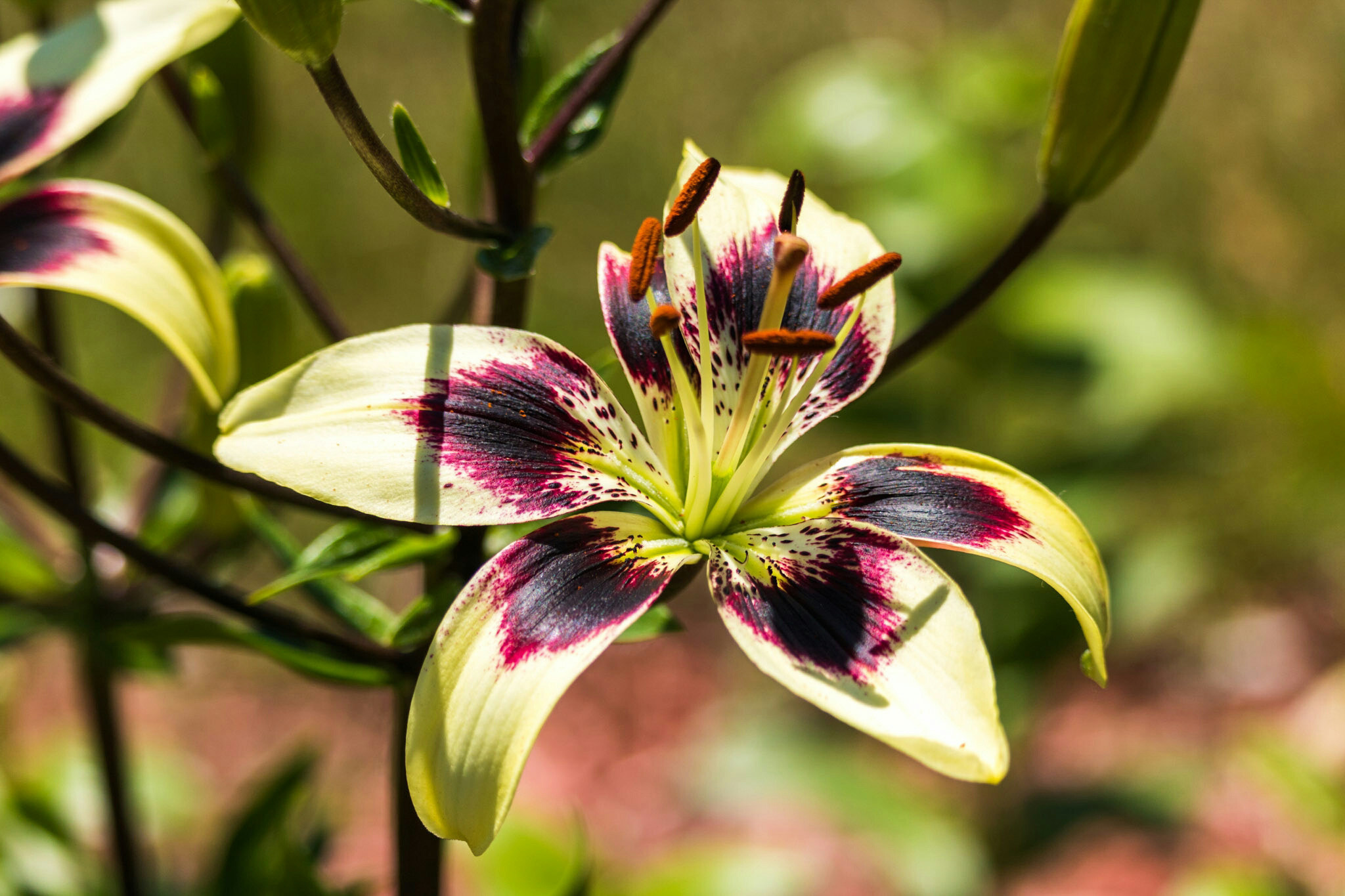 Canon EF-S 55-250mm F4-5.6 IS STM sample photo. Flower ii 6/25/16 photography