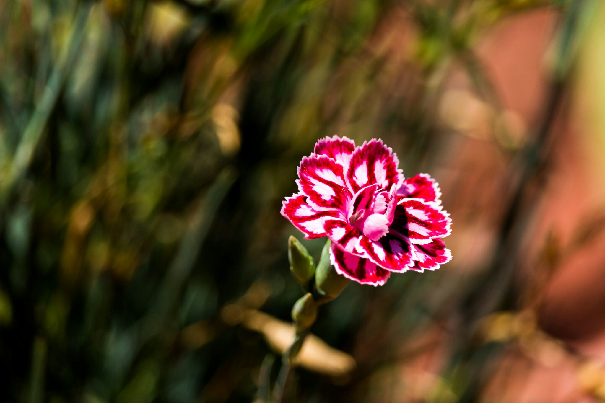 Canon EF-S 55-250mm F4-5.6 IS STM sample photo. Flower iii 6/25/16 photography