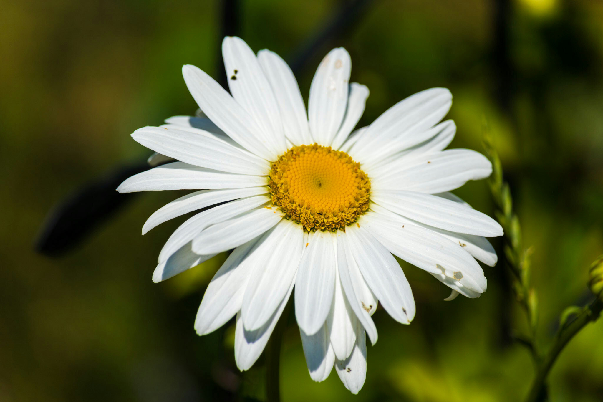 Canon EF-S 55-250mm F4-5.6 IS STM sample photo. Flower iv 6/25/16 photography