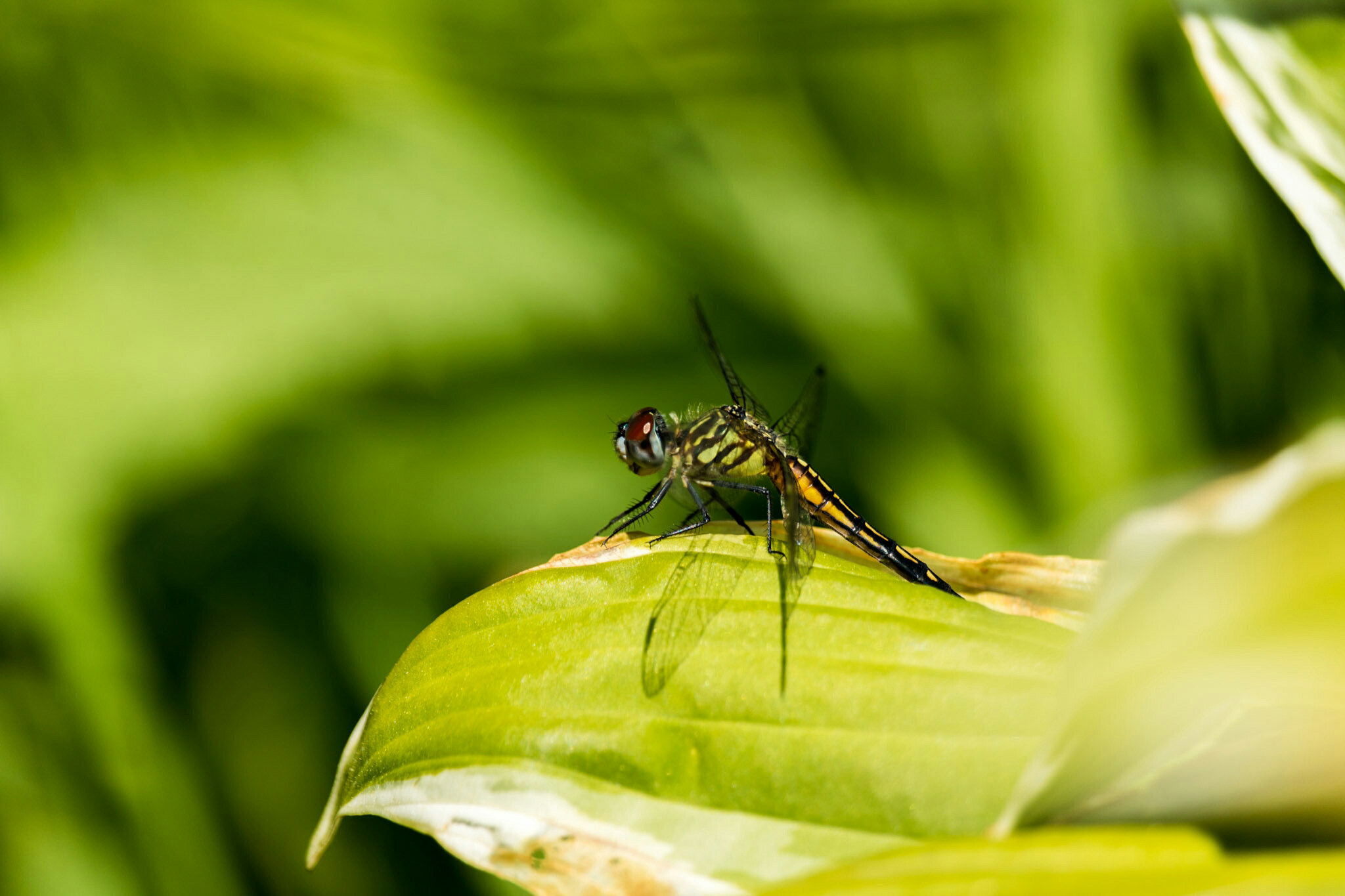 Canon EF-S 55-250mm F4-5.6 IS STM sample photo. Dragonfly i 6/25/16 photography
