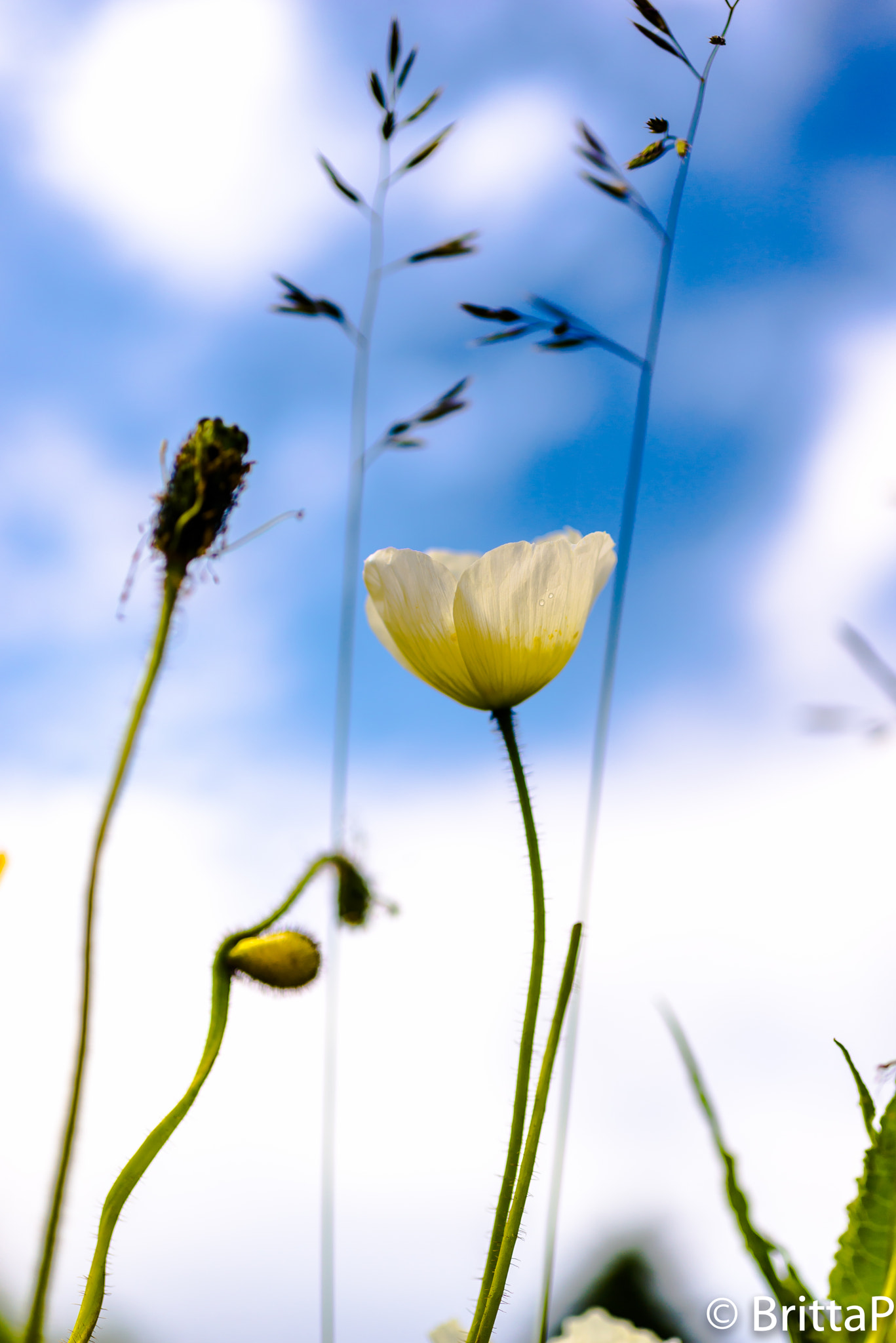 Nikon D610 + Sigma 50mm F2.8 EX DG Macro sample photo. Poppy photography