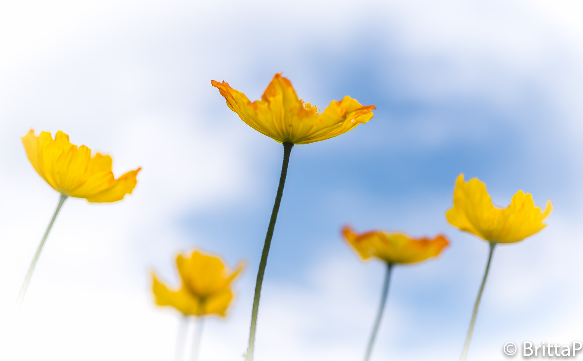 Nikon D610 + Sigma 50mm F2.8 EX DG Macro sample photo. Poppy photography