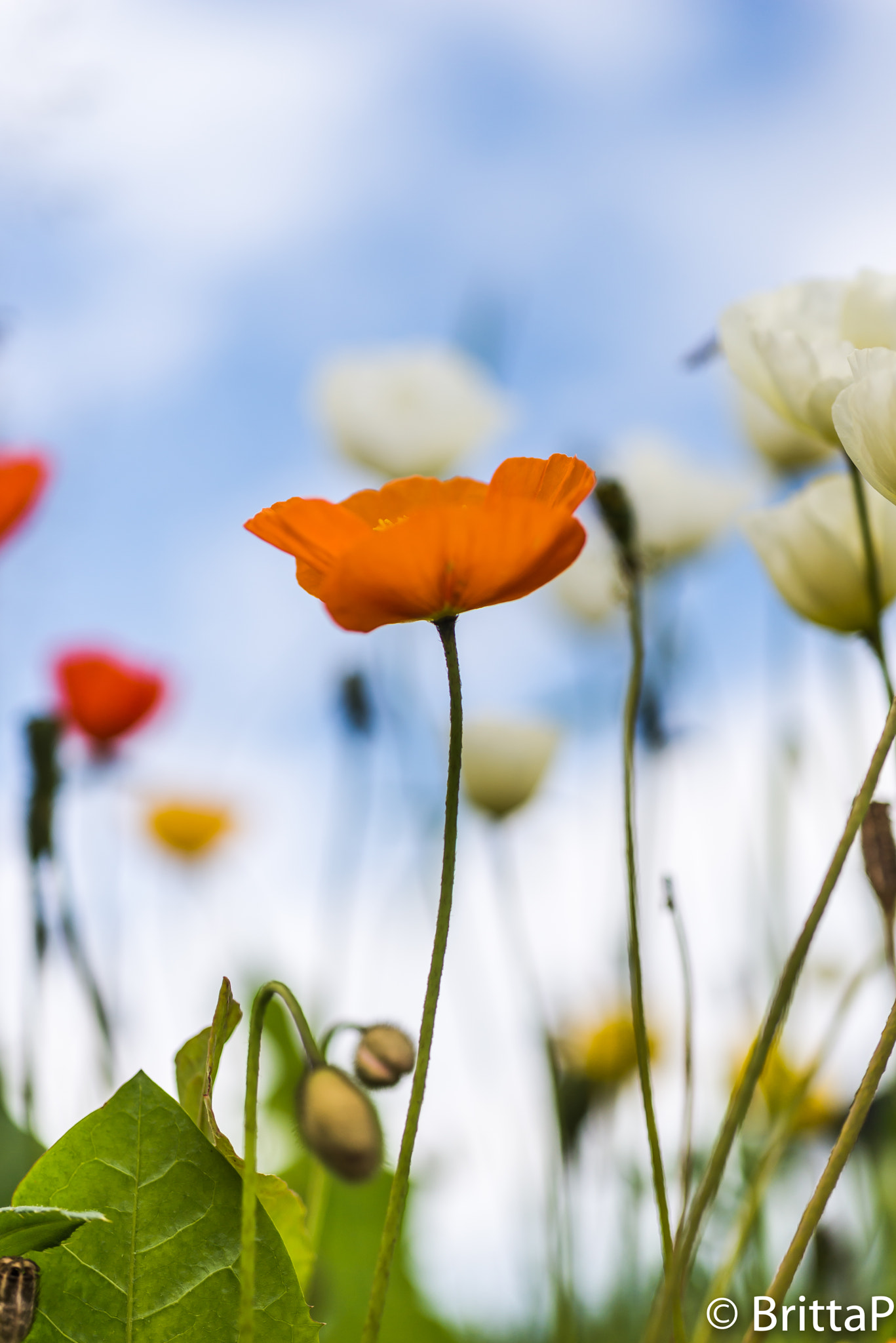 Nikon D610 + Sigma 50mm F2.8 EX DG Macro sample photo. Poppy photography