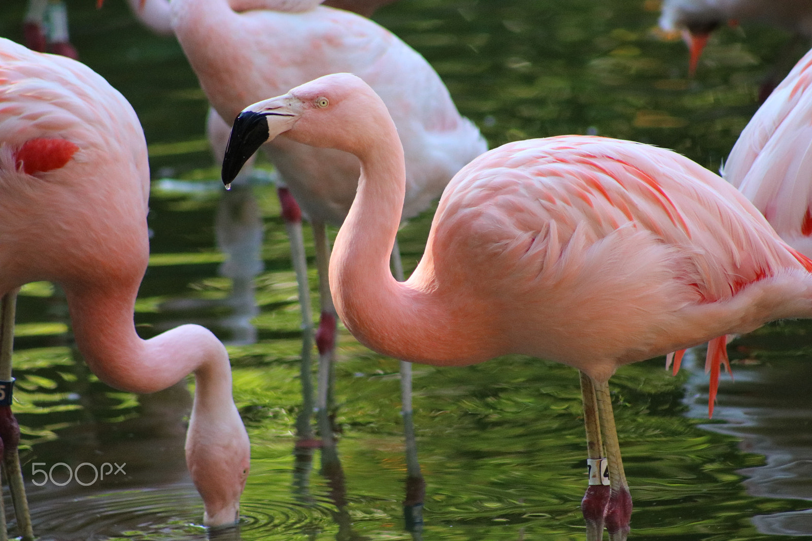 Canon EF 75-300mm f/4-5.6 USM sample photo. Flamingos 7463 photography