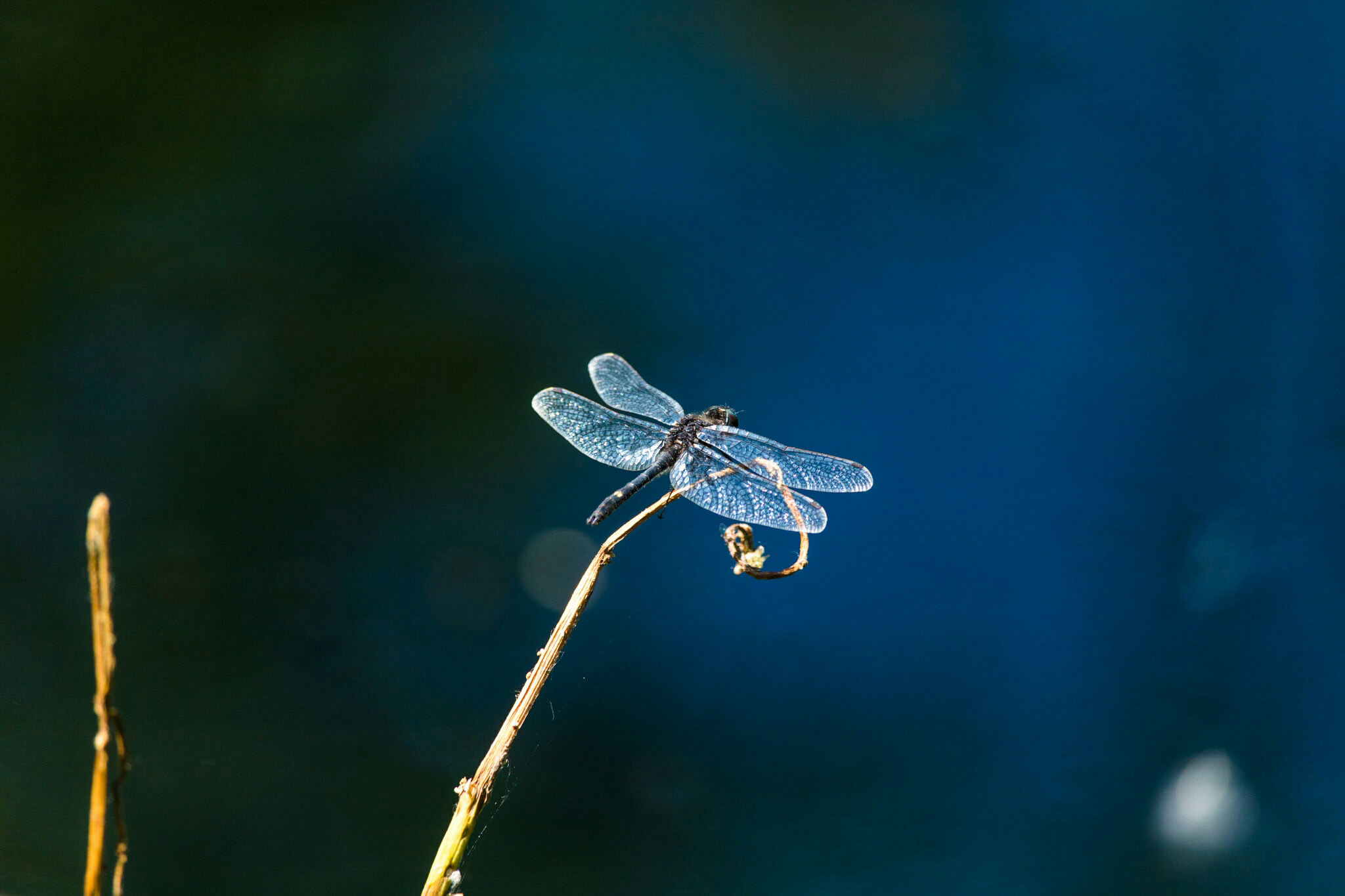Canon EF-S 55-250mm F4-5.6 IS STM sample photo. Dragonfly ii 6/25/16 photography