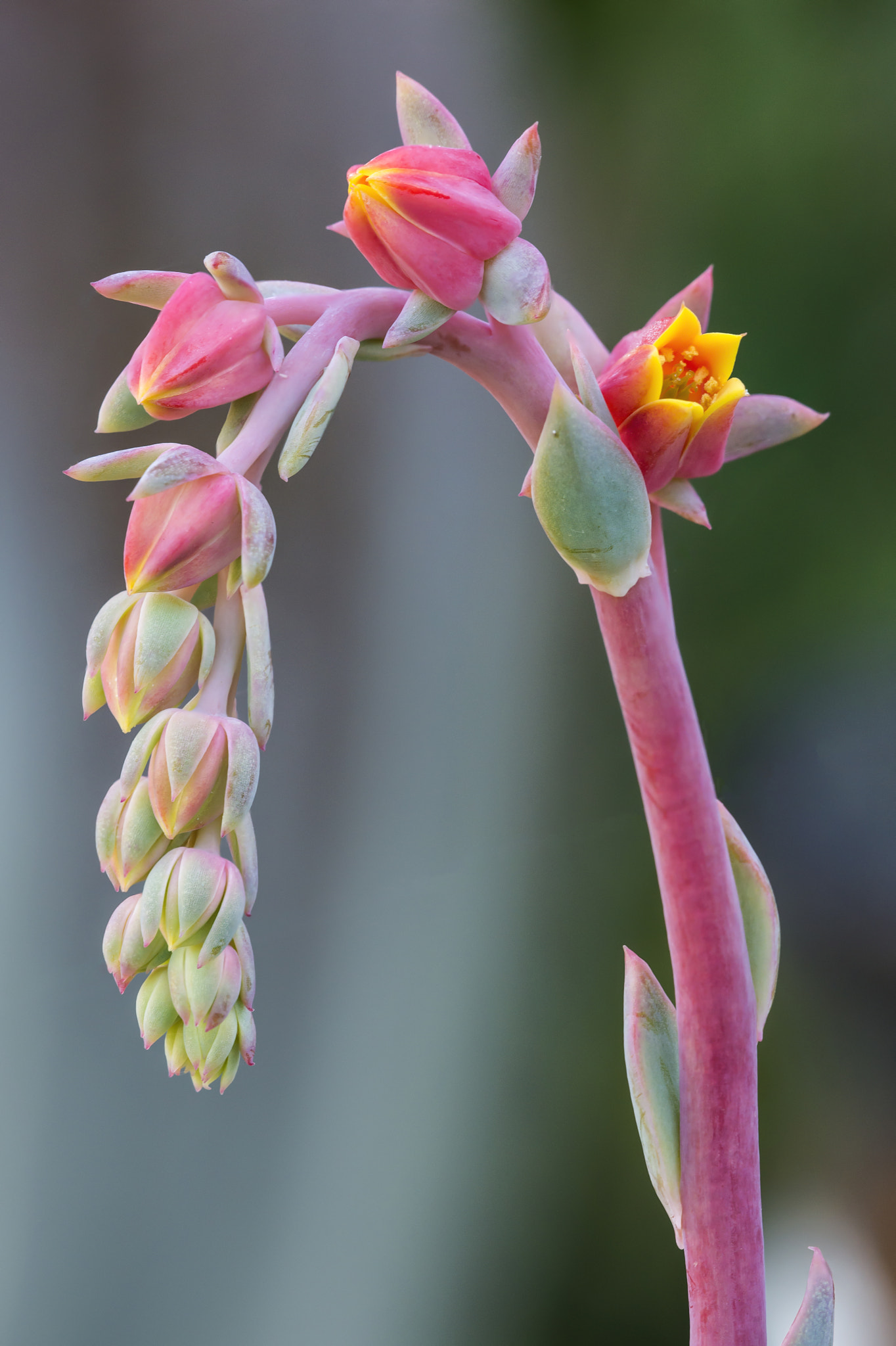 Sigma APO Macro 180mm F3.5 EX DG HSM sample photo. Succulent photography