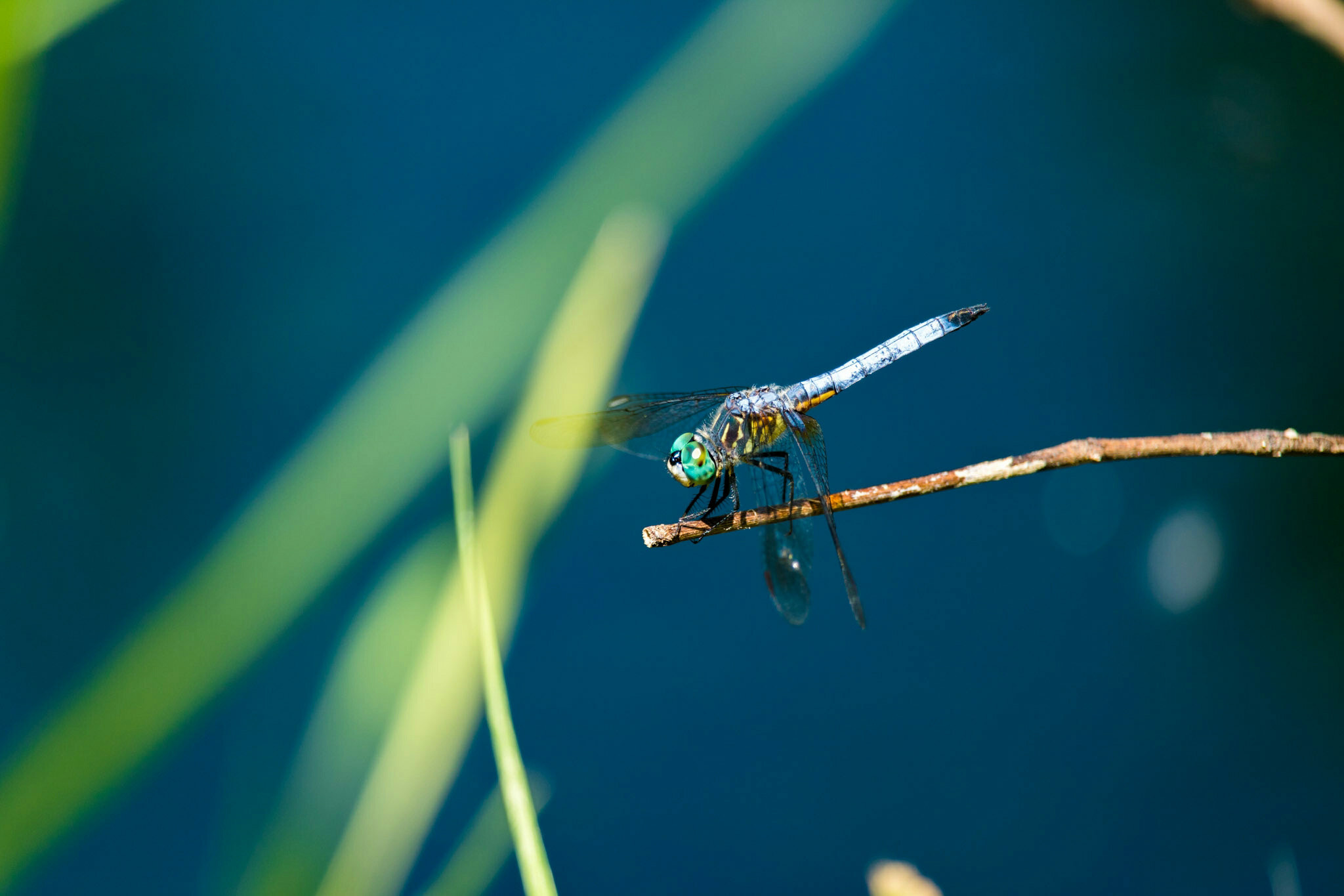 Canon EF-S 55-250mm F4-5.6 IS STM sample photo. Dragonfly iii 6/25/16 photography