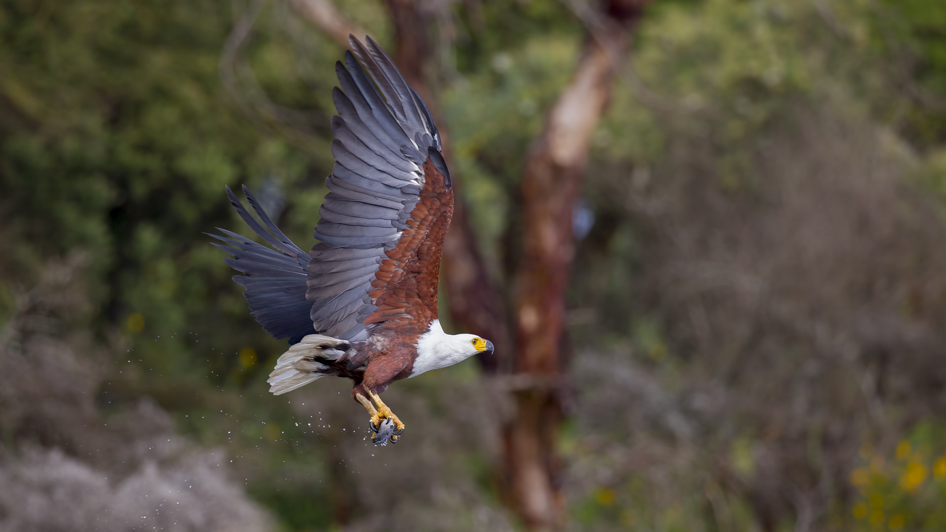 Canon EOS-1D Mark IV sample photo. African fish eagle photography