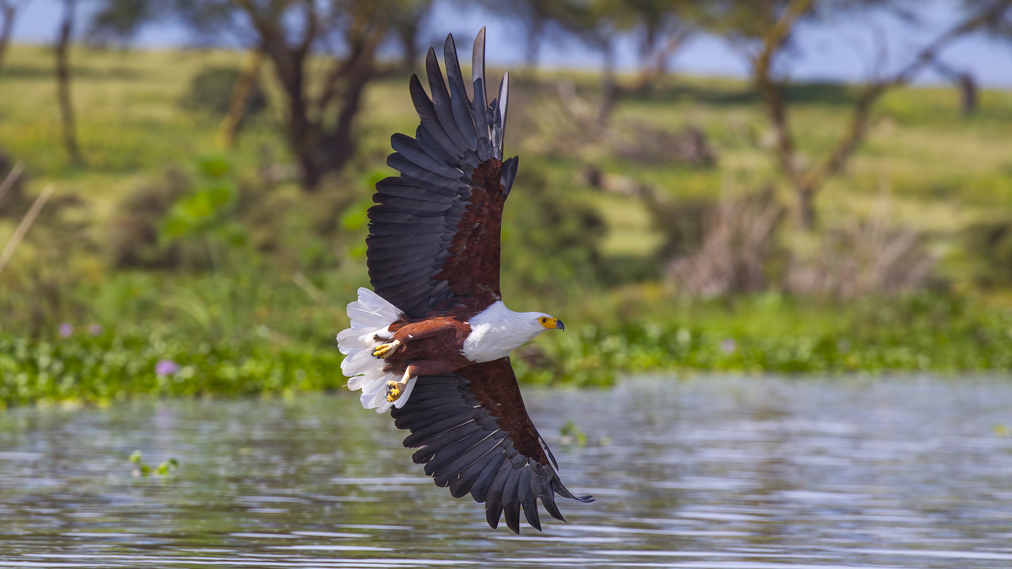 Canon EOS-1D Mark IV sample photo. African fish eagle photography