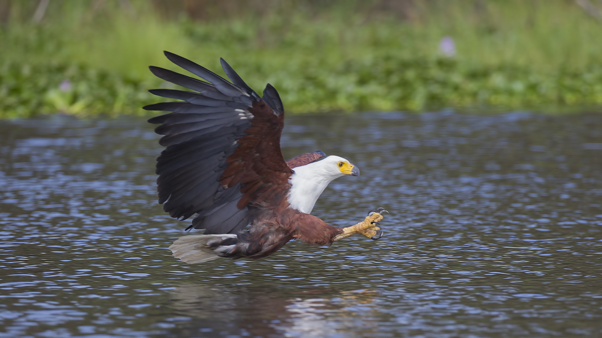 Canon EOS-1D Mark IV + Canon EF 100-400mm F4.5-5.6L IS II USM sample photo. African fish eagle photography